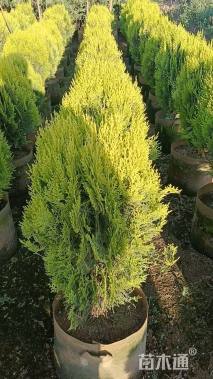 高度50厘米洒金柏