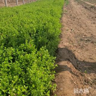 高度30厘米小叶黄杨