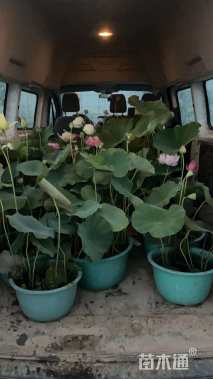 高度60厘米荷花