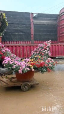 高度90厘米菊花