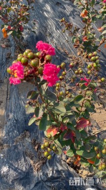 高度60厘米丛生紫薇