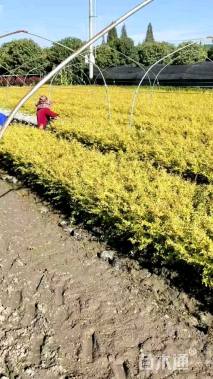 高度35厘米亮晶女贞小苗