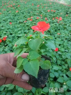 高度15厘米凤仙花