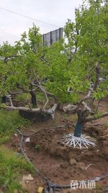 15公分龙爪柿子树