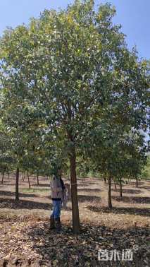 18公分大叶女贞