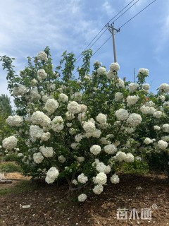 高度280厘米中华木绣球