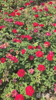 高度30厘米大花月季