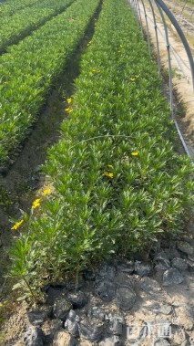 高度30厘米黄金菊