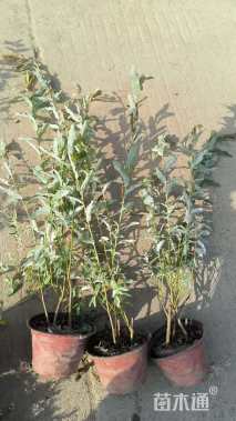 高度50厘米杞柳