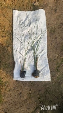 高度20厘米细叶芒