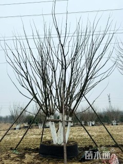 高度400厘米丛生元宝枫