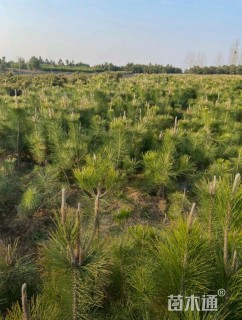 高度50厘米黑松