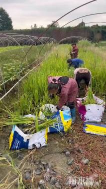 高度50厘米黄菖蒲