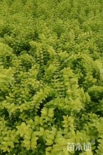 高度10厘米大薸