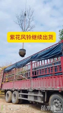 14公分紫花风铃木