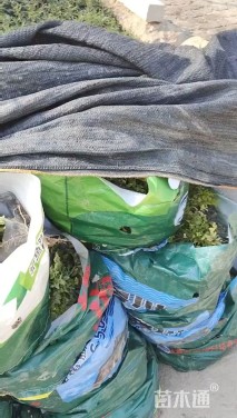 大杯苗亮晶女贞小苗