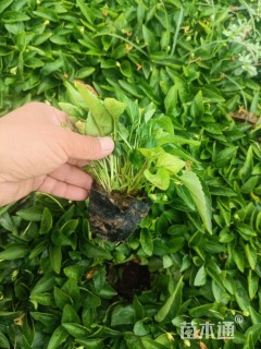 高度12厘米紫花地丁