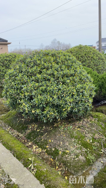 冠幅220厘米海桐球