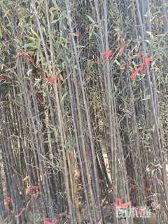地栽苗刚竹