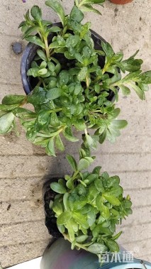 高度15厘米太阳花