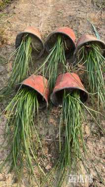 高度25厘米葱兰