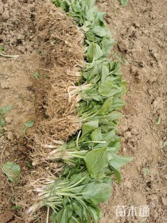 高度20厘米紫花玉簪