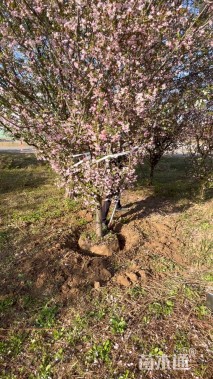 10公分垂丝海棠