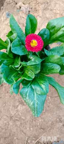 高度15厘米雏菊