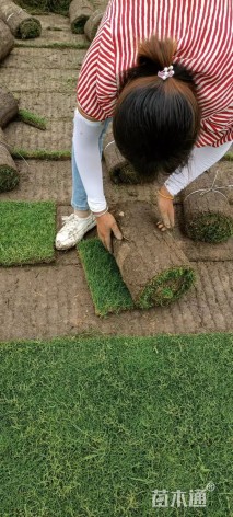 草卷状百慕大草