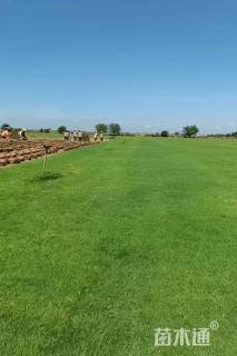 草卷状百慕大草