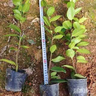 高度20厘米山茶花