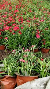 高度15厘米常夏石竹