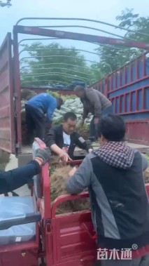 高度40厘米瓜子黄杨