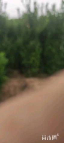 高度150厘米大叶黄杨柱