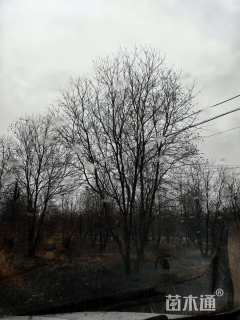 13公分(5杆)丛生乌桕