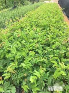 高度30厘米红绒球