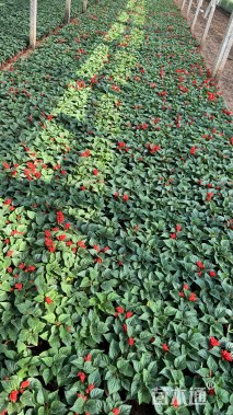 高度20厘米一串红