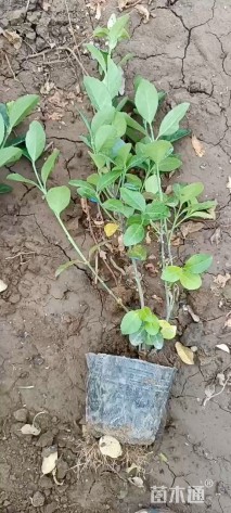 高度30厘米卫矛