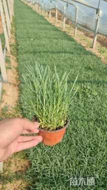 高度20厘米常夏石竹