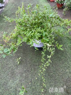 1公分樱花