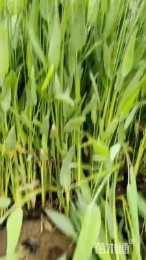 高度15厘米再力花