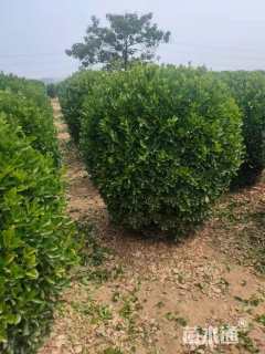 冠幅120厘米大叶黄杨球