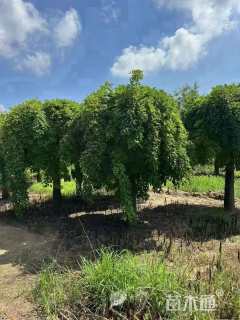 10公分龙爪槐
