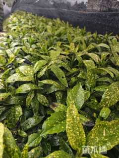 高度25厘米洒金珊瑚小苗