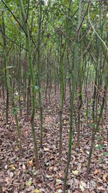 高度400厘米香樟小苗，1/2/3/4/5公分，带土球，黑土