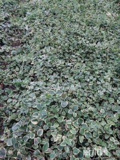 高度30厘米花叶蔓长春