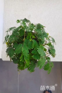 高度20厘米含羞草