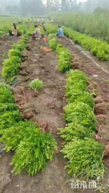 高度25厘米瓜子黄杨小苗