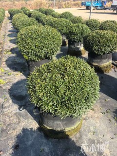 冠幅70厘米雀舌黄杨球