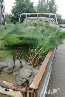 高度140厘米马尾松